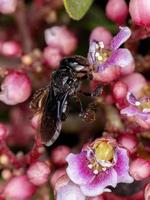 erwachsene weibliche stachellose Biene foto