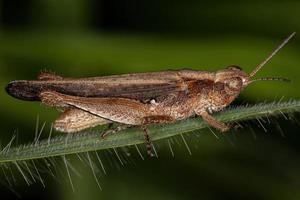 erwachsene stridierende schräggesichtige Heuschrecke foto