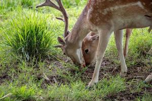 Europäisches Damwild foto