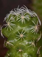 kultivierter kleiner Kaktus foto