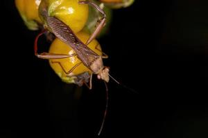 erwachsener breitköpfiger Käfer