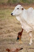 erwachsene Kuh auf einem Bauernhof
