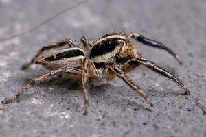 männliche erwachsene pantropische Springspinne foto