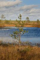 Fichte und Seen im das Sumpf im das Yelninsky Natur Reservieren, Weißrussland, Herbst. Ökosysteme Umwelt Probleme Klima Veränderung foto