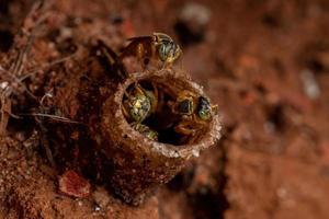 erwachsene Jatai-Bienen foto