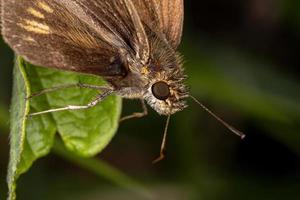 brasilianischer gelber Skipper foto