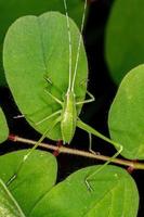 grünes phaneropterine katydid foto