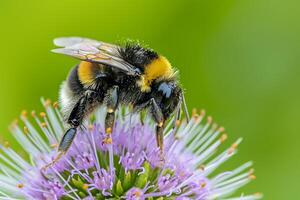 ai generiert das Hummel hat schwarz und Gelb Streifen, mit zart Flügel Das sind leicht transparent ai generiert foto