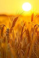 ai generiert Bild erfasst friedlich Szene von Weizen Feld beim Sonnenaufgang. das Sonne ist sichtbar, erscheint wie hell, golden Kugel inmitten das Weizen Stiele. ai generiert foto