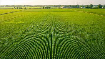 ai generiert oben Antenne Aussicht von Grün Felder und Wiesen, Landschaft mit Linien von Felder, Gras, Bäume, Anzeige gesund Ernte Wachstum. ai generiert foto