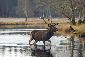 ai generiert Hirsch mit groß, Verzweigung Geweih im mitten im Schritt durch Ruhe Wasser ai generiert foto