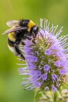 ai generiert das Hummel hat schwarz und Gelb Streifen, mit zart Flügel Das sind leicht transparent ai generiert foto