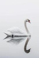 ai generiert heiter Schwan reflektieren auf Ruhe Wasser ai generiert foto