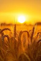 ai generiert Bild erfasst friedlich Szene von Weizen Feld beim Sonnenaufgang. das Sonne ist sichtbar, erscheint wie hell, golden Kugel inmitten das Weizen Stiele. ai generiert foto