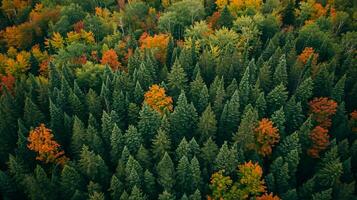 ai generiert Bild erfasst dicht Wald, das Bäume sind Grün, Vor das Gipfel von fallen. ai generiert foto