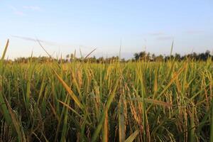 Reis Pflanzen und Blau Himmel. Nahansicht Aussicht von Reis Blätter im Reis Feld foto
