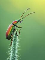 ai generiert beschwingt, bunt Käfer thront auf ein Grün Stengel gegen ein Sanft Grün Hintergrund ai generiert foto