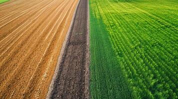 ai generiert Foto von zwei benachbart landwirtschaftlich Felder, üppig und Grün ai generiert