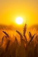 ai generiert Bild erfasst friedlich Szene von Weizen Feld beim Sonnenaufgang. das Sonne ist sichtbar, erscheint wie hell, golden Kugel inmitten das Weizen Stiele. ai generiert foto