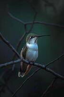 ai generiert Kolibri thront auf ein Zweig, beleuchtet durch ein Sanft Blau Licht im das Mitte von Dunkelheit ai generiert foto
