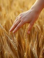 ai generiert diese heiter Bild erfasst schließen oben Aussicht von Mädchen Hand leicht berühren das Spitzen von Weizen im Feld. Erstellen texturiert und monochromatisch golden Szene ai generiert foto