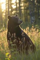 ai generiert Bär Sitzung inmitten hoch Gras mit ein Wald im das Hintergrund, beleuchtet durch das glühen von Sonnenlicht ai generiert foto