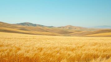 ai generiert heiter Bild erfasst groß, öffnen Feld bedeckt mit golden Weizen. das Terrain ist rollen mit subtil Hügel zu das Landschaft. ai generiert foto