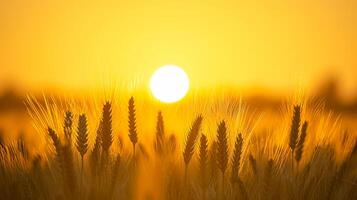 ai generiert heiter Bild erfasst friedlich Szene von Weizen Feld beim Sonnenaufgang. das Sonne ist sichtbar, erscheint wie hell, golden Kugel inmitten das Weizen Stiele ai generiert foto