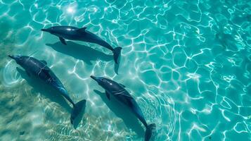 ai generiert Foto von vier Delfine Schwimmen anmutig durch Türkis Gewässer. das Wasser ist damit klar Das das Körper von das Delfine sind sichtbar von über das Oberfläche ai generiert