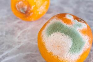 schimmelig Orange Obst auf Tisch. Mehltau bedeckt Lebensmittel. Konzept von verschwenden Lebensmittel. foto