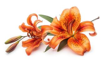 ai generiert Orange Lilie Blumen isoliert auf Weiß Hintergrund. eben legen, oben Sicht. foto