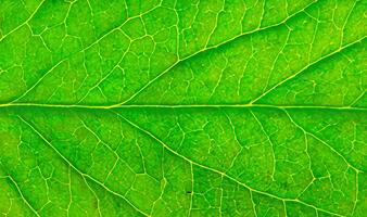 Grün Blatt Textur Hintergrund. Makro von ein Grün Blatt mit Venen. foto