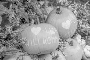 Punkpkins im Deutschland foto