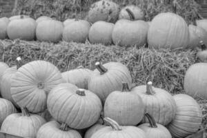 Punkpkins im Deutschland foto