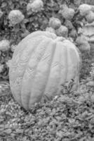 Punkpkins im Deutschland foto