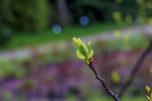 Tulpe Liriodendron ist ein schön Zier Baum. Tulpe Liriodendron im früh Frühling. Nahansicht. foto