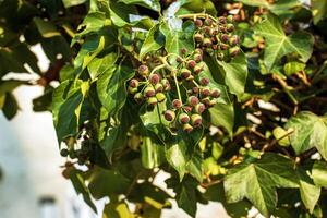 Efeu in der Nähe von das Augustiner Brauerei salzburg im Winter. hedera Blätter im Januar. foto