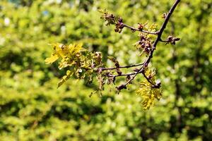 Geäst von Amur Ahorn im Frühling. Latein Name acer tataricum. foto