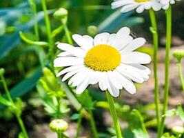 blühen von Gänseblümchen. Ochsenauge Gänseblümchen, Leukantheme vulgär, Gänseblümchen, verbreitet Gänseblümchen, Hund Gänseblümchen, Mond Gänseblümchen. Gartenarbeit Konzept foto