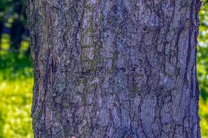 Rinde Textur von Feld Ahorn oder acer campestre. natürlich Leder Natur Hintergrund. foto