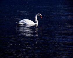 ein Weiß stumm Schwan schwimmt auf das österreichisch See traunsee im Januar. foto