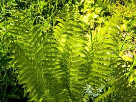 ein Nahansicht von das Grün Wedel auf ein Dame Farn, ein Spezies von Athyrium filix-femina. foto