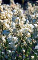 viele zart Weiß Blumen von Yucca Anlage, häufig bekannt wie Adams Nadel und Faden foto