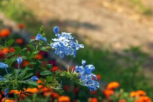 Graphit Blau blühen tropisch Anlage, Kap Bleikraut fünf Blütenblätter Blumen im blühen, Grün Blätter foto