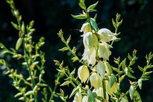 viele zart Weiß Blumen von Yucca Anlage, häufig bekannt wie Adams Nadel und Faden foto