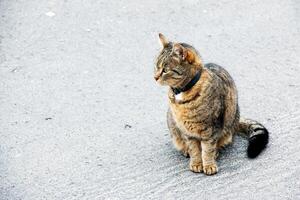 ein Tabby Katze im ein Halsband sitzt auf das Straße und sieht aus in das Distanz. foto