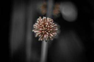 schließen oben von Gras Blume mit schwarz und Weiß Ton, abstrakt Hintergrund foto
