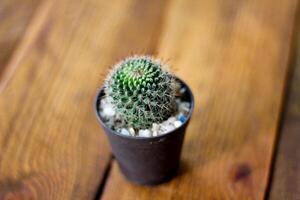 kleiner Kaktus wird in einen kleinen Topf gepflanzt, wo die Abendsonne durch seinen Rücken scheint. foto