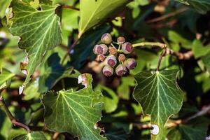 Efeu in der Nähe von das Augustiner Brauerei salzburg im Winter. hedera Blätter im Januar. foto