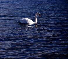 ein Weiß stumm Schwan schwimmt auf das österreichisch See traunsee im Januar. foto